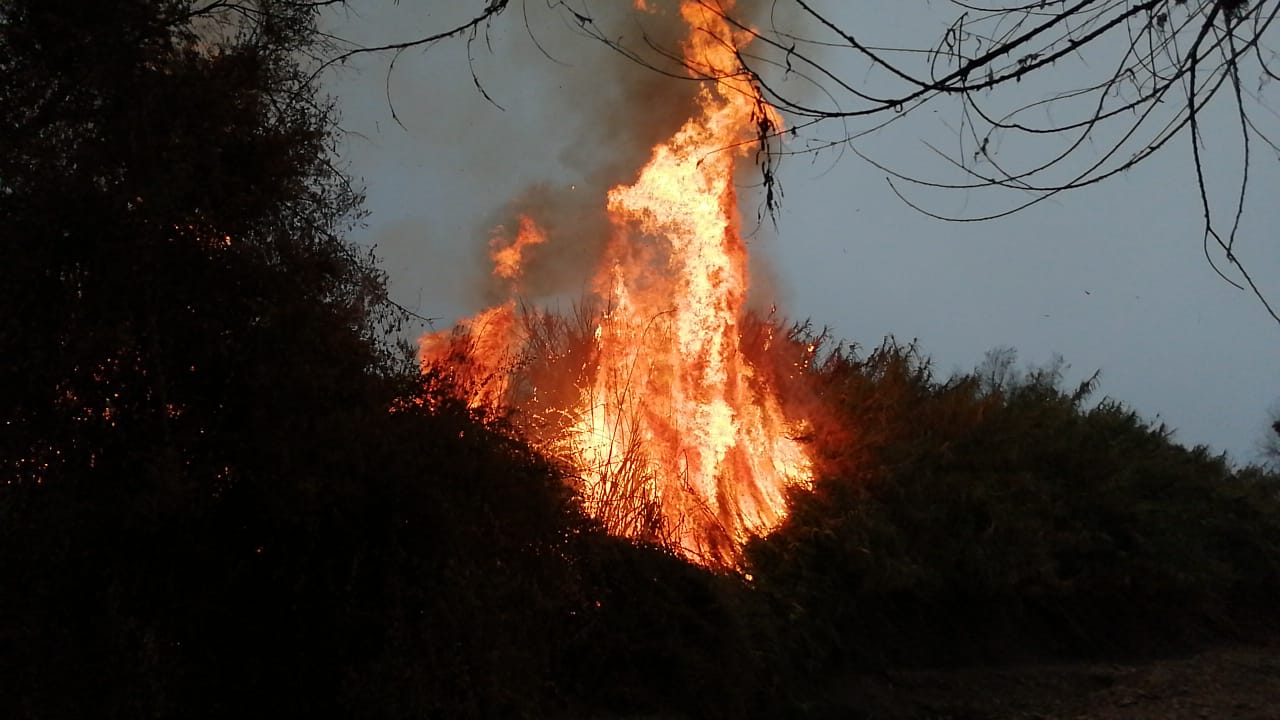 Video La Calera Incendio Forestal Provoc Alarma Entre Los Vecinos