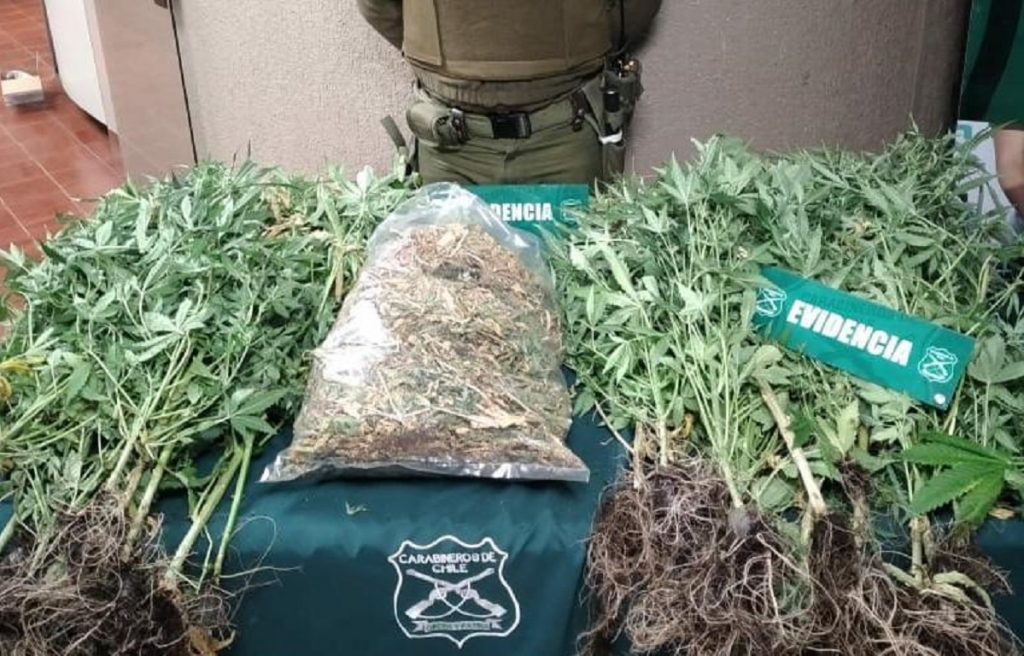 Os7 Decomisó 28 Plantas Y Más De 1 Kilo De Marihuana Desde Un Domicilio