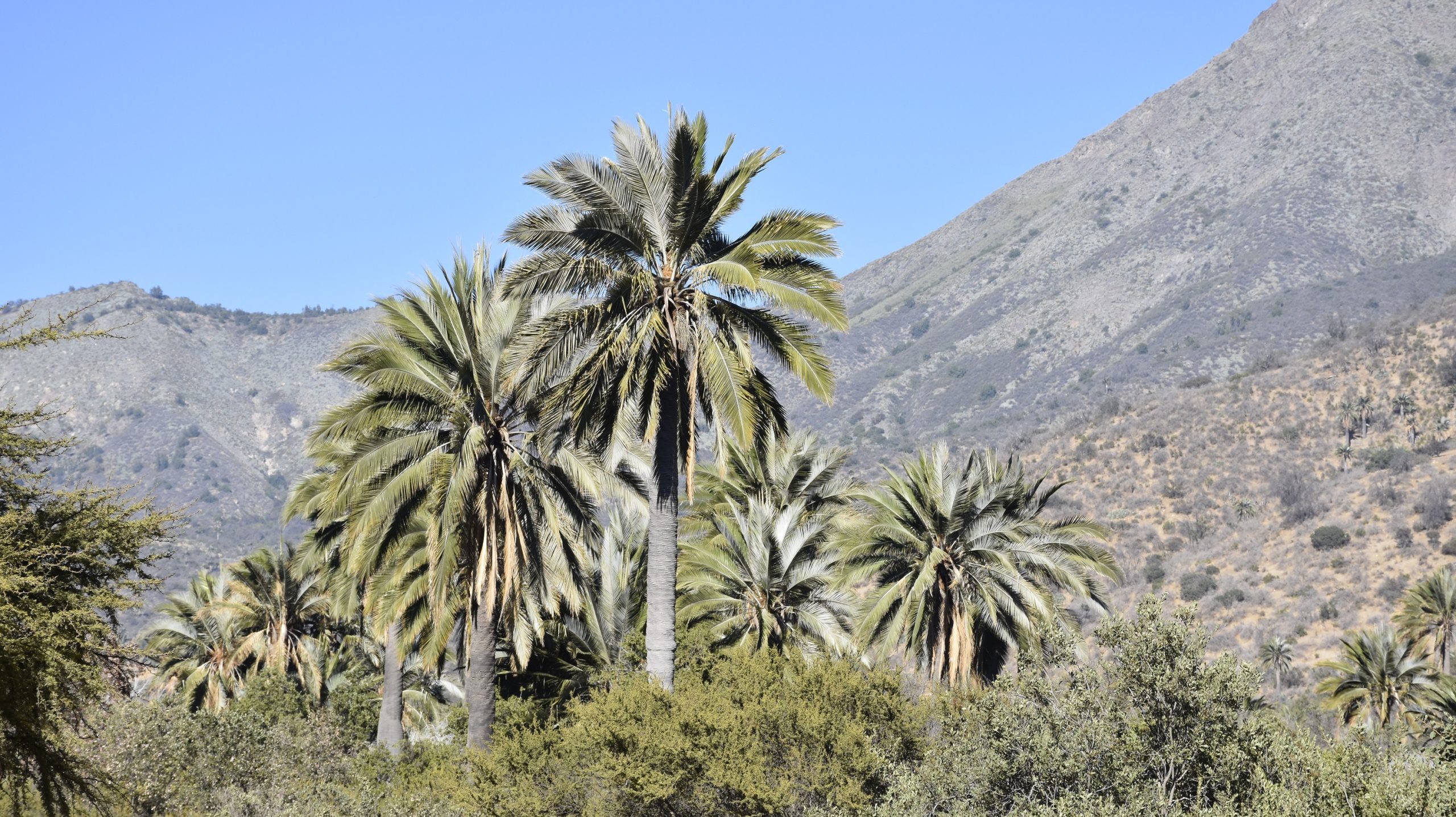 Conaf Reabrió El Sector Palmas De Ocoa Del Parque Nacional La Campana