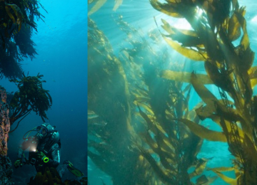 Huiro flotador. Proyecto de repoblación de algas marinas en Pichicuy y Los Molles en La Ligua