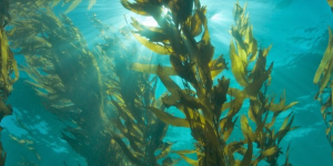 Huiro flotador. Proyecto de repoblación de algas marinas en Pichicuy y Los Molles en La Ligua