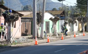 Poda de árboles en La Calera 18 de julio de 2022