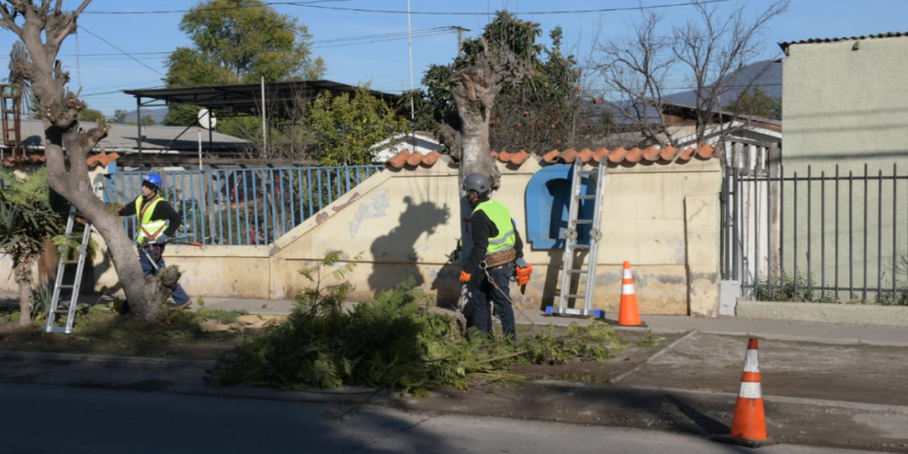 Poda de árboles en La Calera 18 de julio de 2022