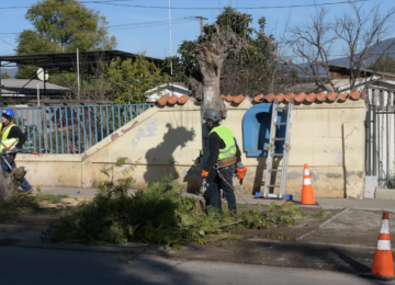 Poda de árboles en La Calera 18 de julio de 2022