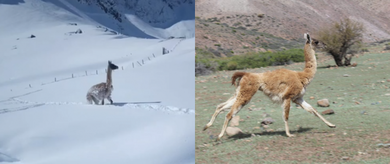 avistamientos de guanacos en la provincia de petorca, san felipe y los andes en el invierno de 2022