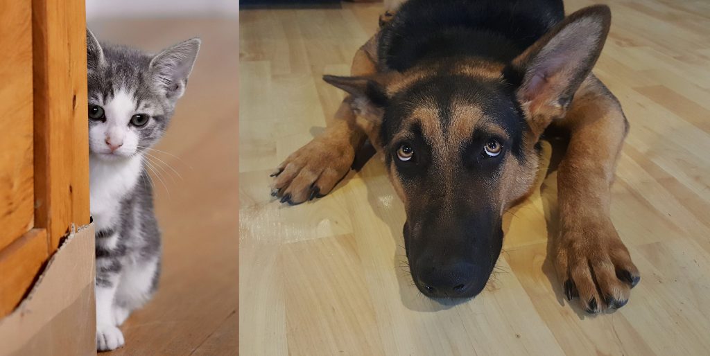 Cómo proteger a nuestras mascotas durante los fuegos artificiales.