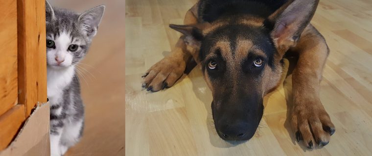 Cómo proteger a nuestras mascotas durante los fuegos artificiales.