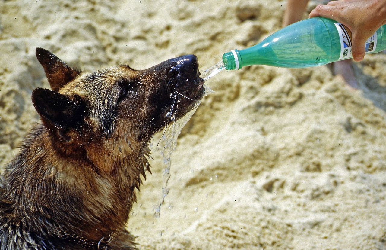 ¿Cómo proteger a nuestras mascotas del exceso de calor?