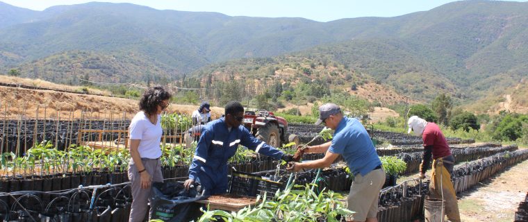 Una mujer lidera el proyecto de desarrollo sostenible en Agrícola La Quebrada del Ají, ubicada en Boco, Quillota, Región de Valparaíso. Se trata de Carolina Salas Muñoz, ingeniero civil de la Universidad Católica de Chile, actual gerente de Sostenibilidad.