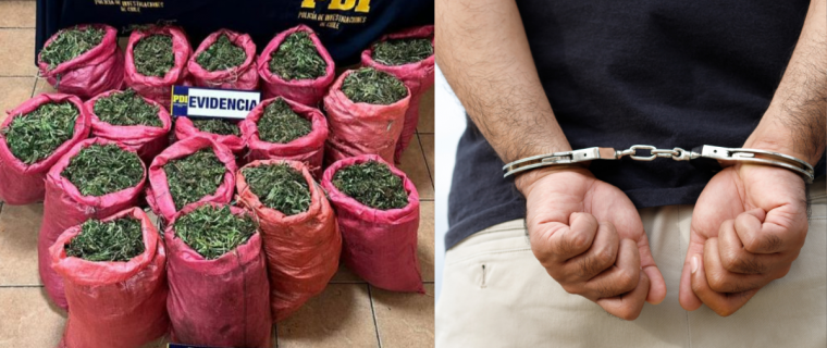 Detienen a hombre tras incautación de 131 kilos de marihuana en Cabildo