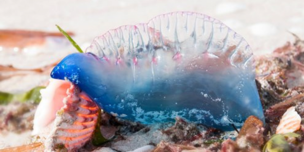 Prohíben el baño en playa de Cachagua por presencia de Fragata Portuguesa