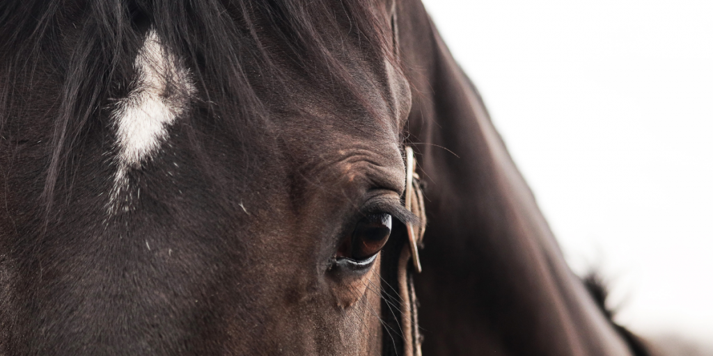 Niño de 12 años cayó de caballo en Quillota: realizan cadena de oraciones por su salud