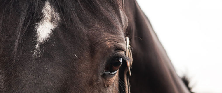 Niño de 12 años cayó de caballo en Quillota: realizan cadena de oraciones por su salud