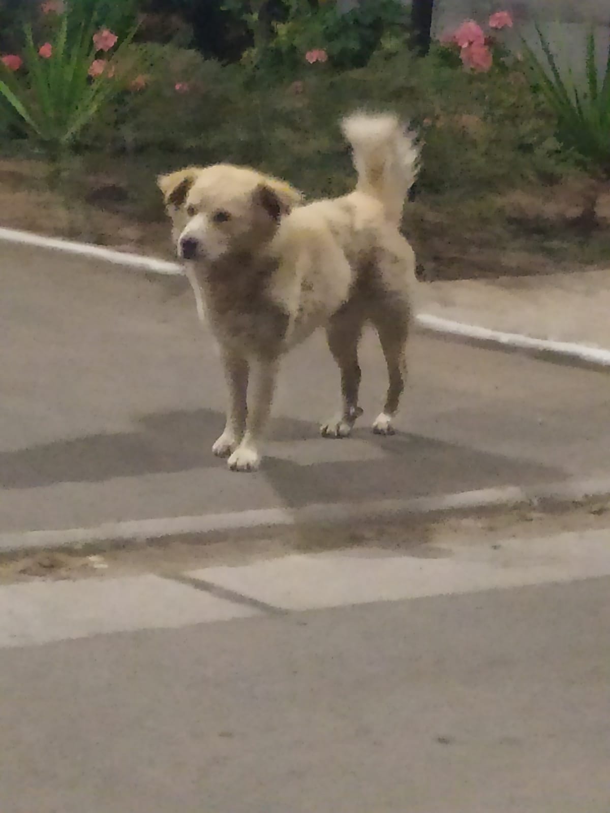 Dirigente de agrupación animalista de Calera En el maltrato y abandono, vamos retrocediendo