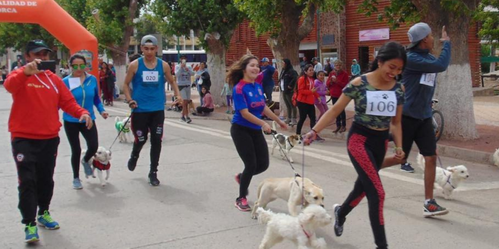 Petorca: Este fin de semana se realizará Corrida Familiar “Perro Running”