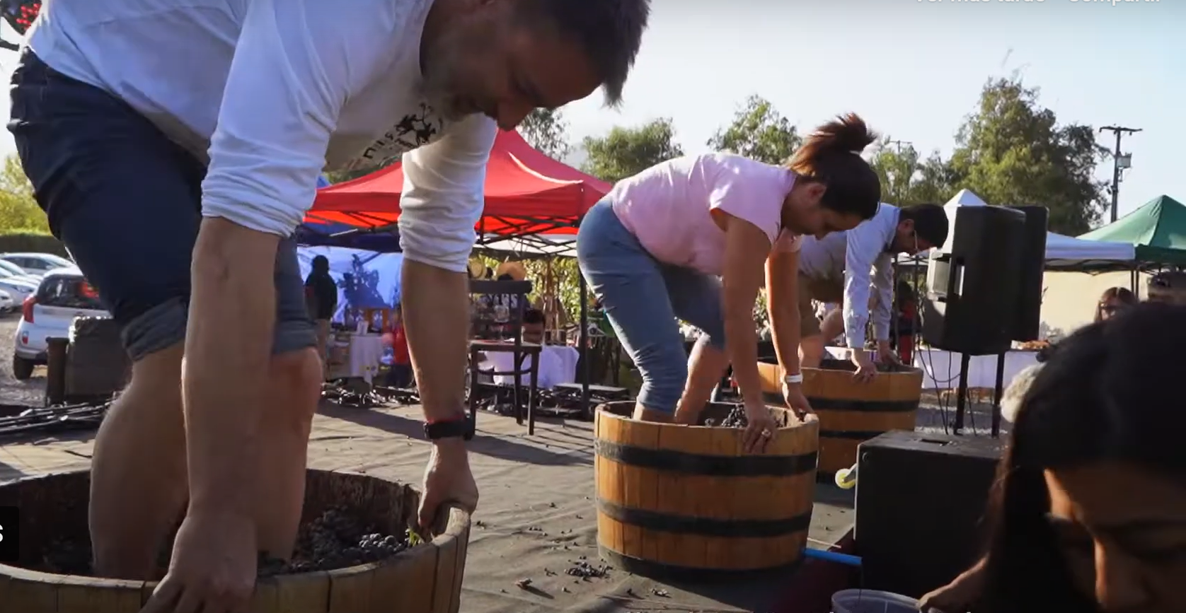 Viña El Escorial realizará Fiesta de la Vendimia con feria típica y tradicional “pisada de uva”