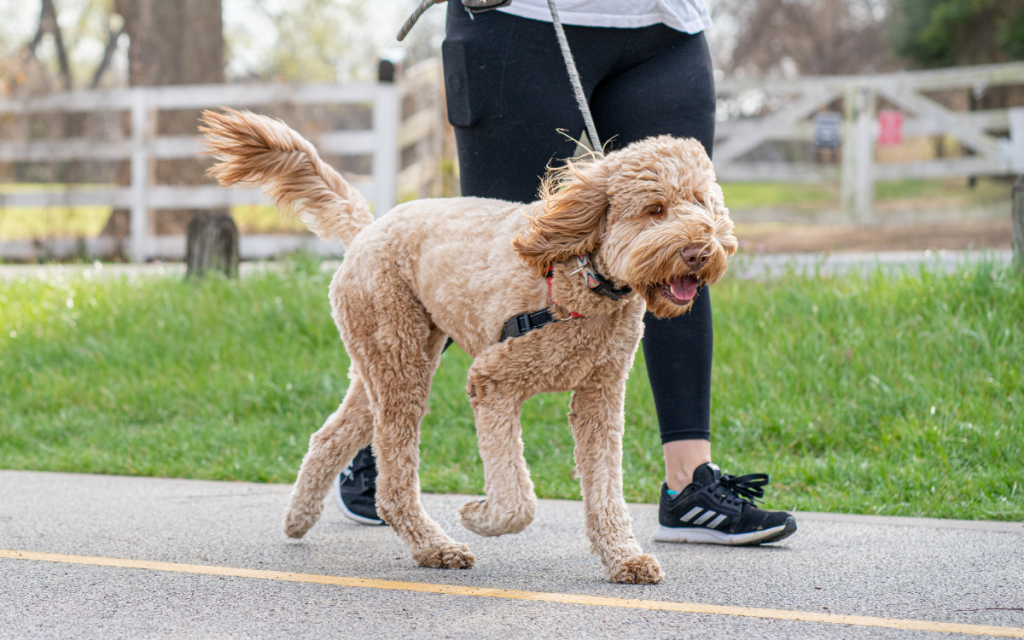 La Cruz tiene corrida familiar canina y tarde de fitness con Thiago y Fabricio