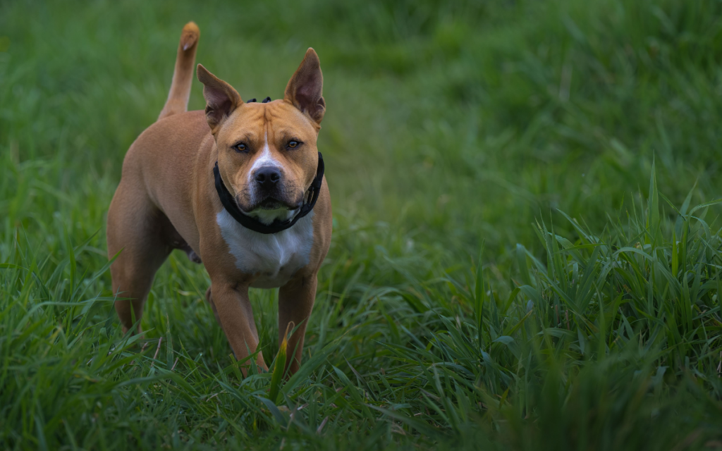 Perro "Pitbull" dejó con gravísimas heridas en el rostro a vecino de Ocoa