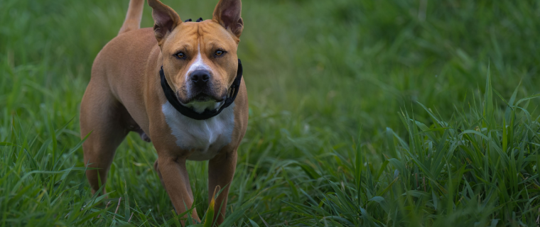 Perro "Pitbull" dejó con gravísimas heridas en el rostro a vecino de Ocoa