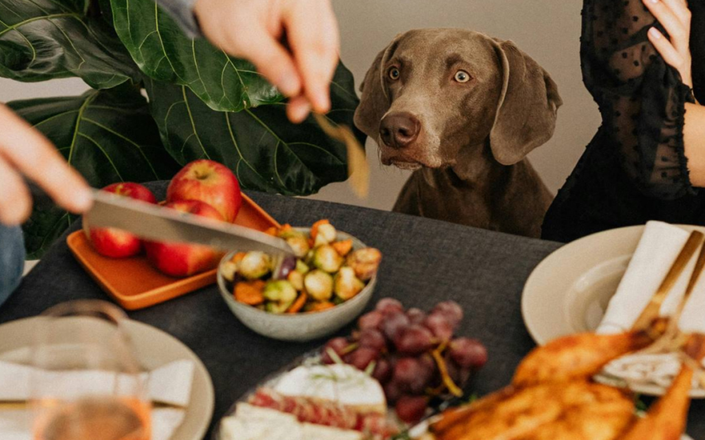 Fiestas de fin de año: cuidado con la alimentación de las mascotas