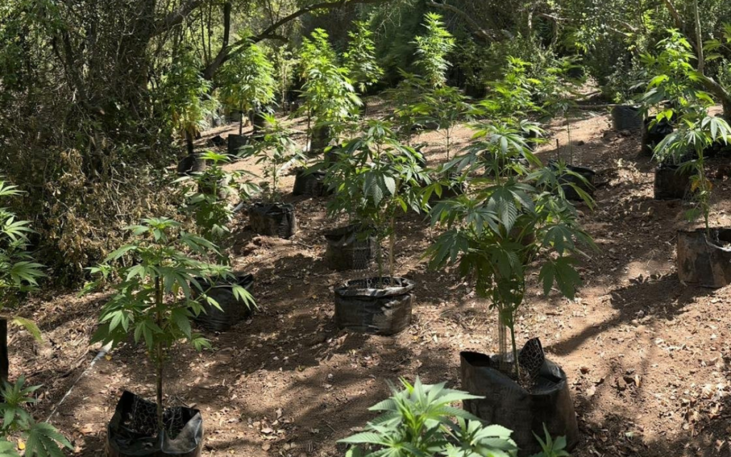 Encuentran cultivo con 220 plantas de marihuana en Limache