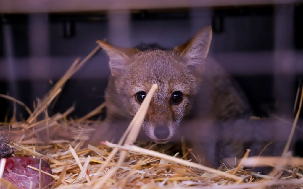 Región de Valparaíso: ha muerto la mitad de los animales silvestres rescatados en los incendios