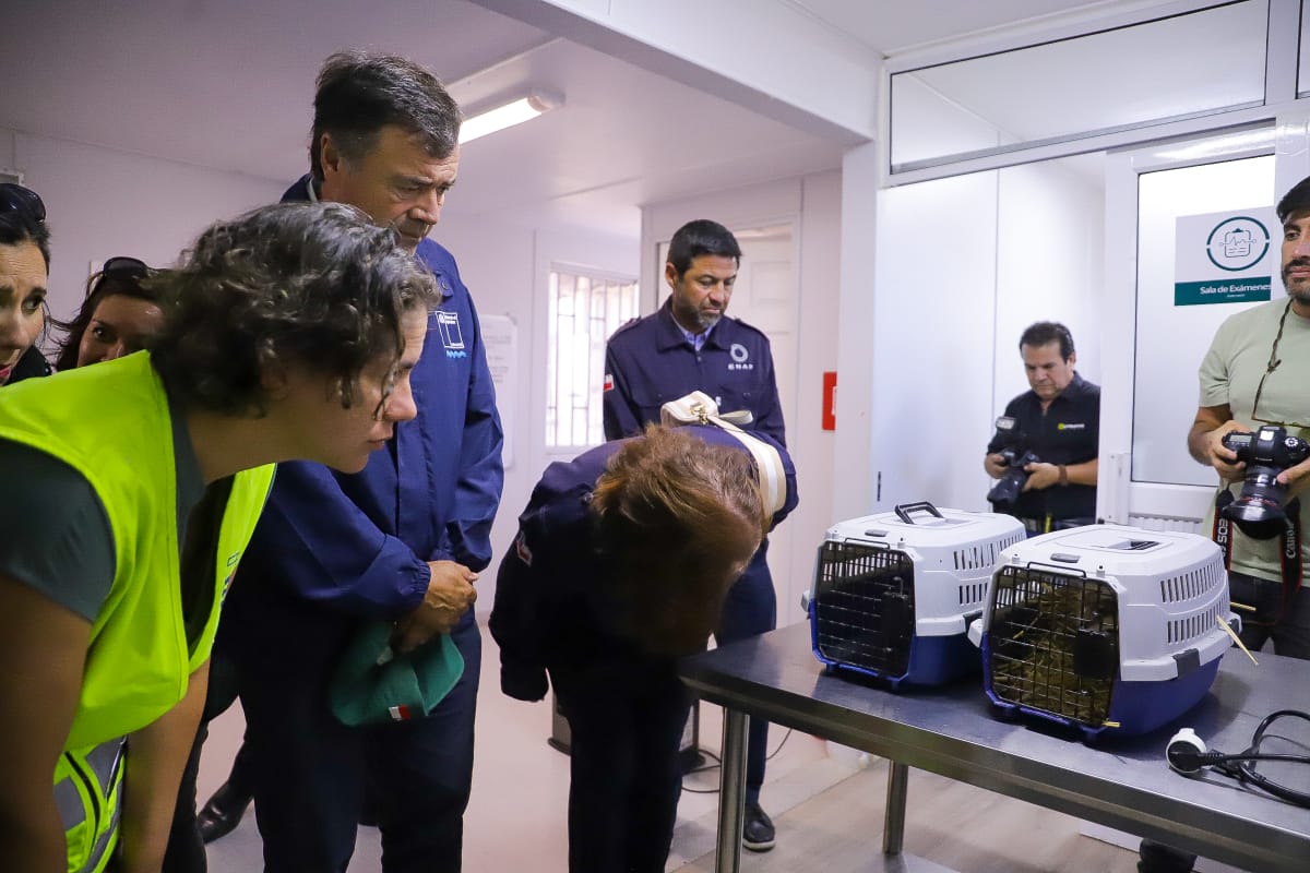 Región de Valparaíso ha muerto la mitad de los animales silvestres rescatados en los incendios