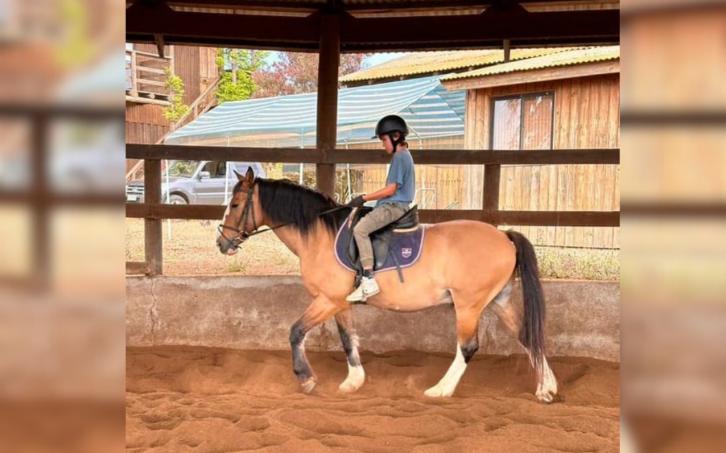 Sigue la búsqueda de caballos de equinoterapia robados hace un mes en Puchuncaví