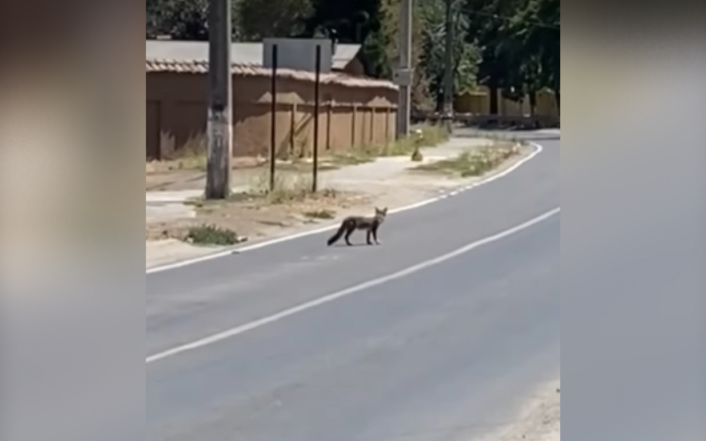 [VIDEO] Captan a zorro culpeo en el centro de Hijuelas