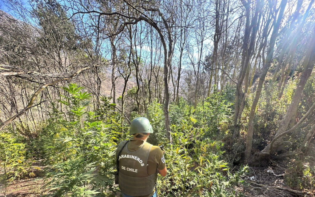 En Cabildo cae grupo delictual que vendía marihuana y pasta base