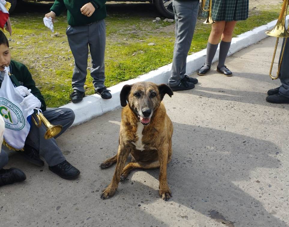 La increíble historia de Soprole, el querido perrito del Colegio Apumanque de La Calera