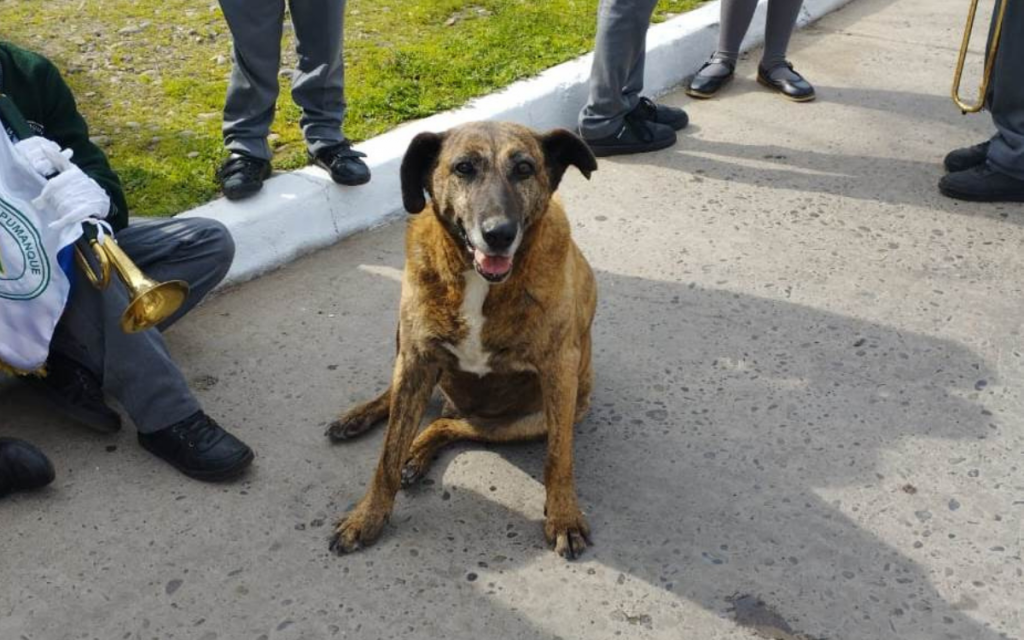 La increíble historia de Soprole, el querido perrito del Colegio Apumanque de La Calera