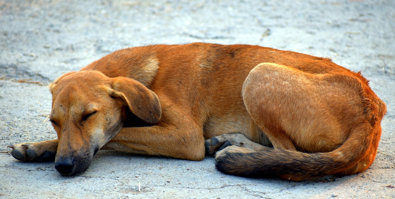 perro callejero