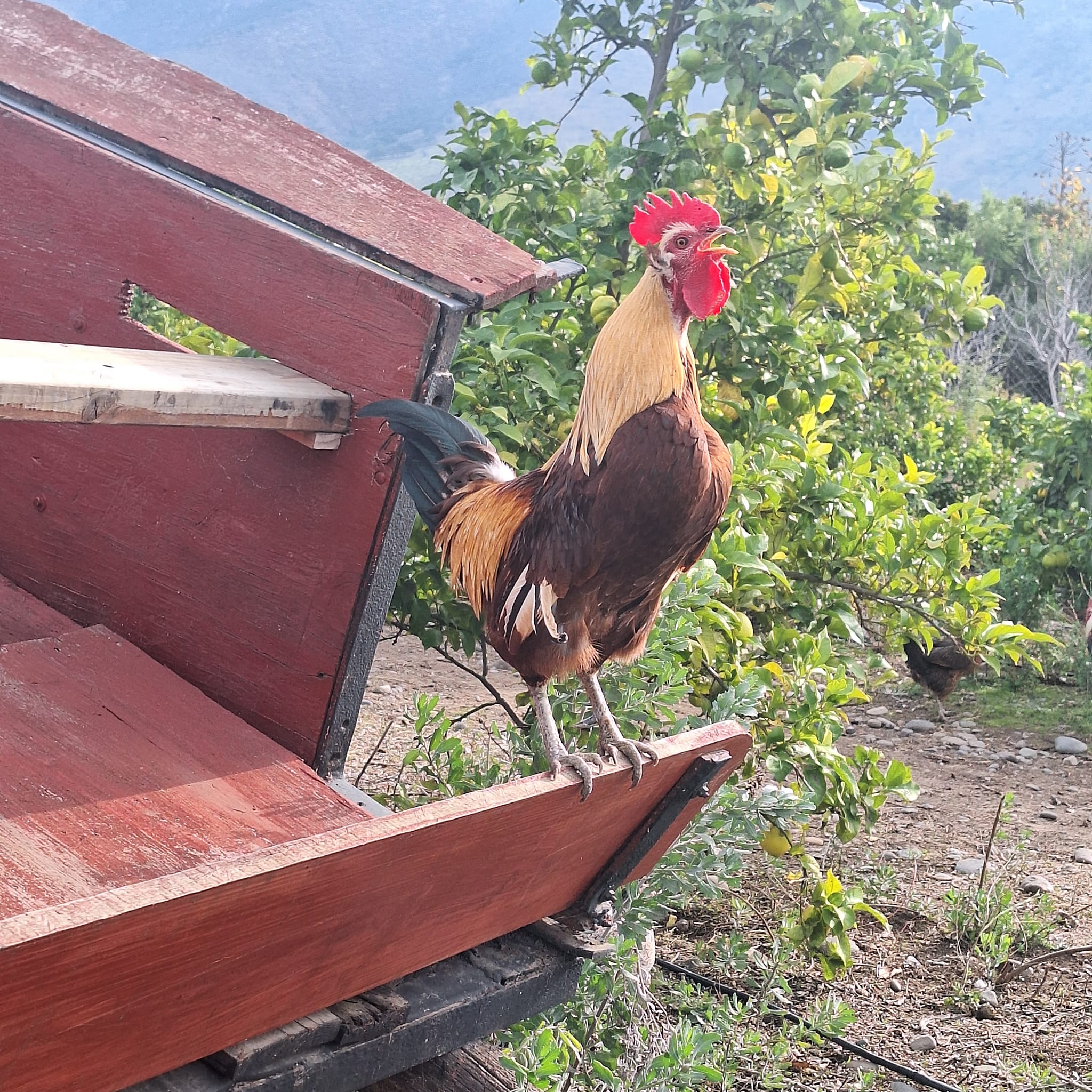 La Calera Perros mataron a unas 30 gallinas mapuches de huevos azules que eran parte de un estudio