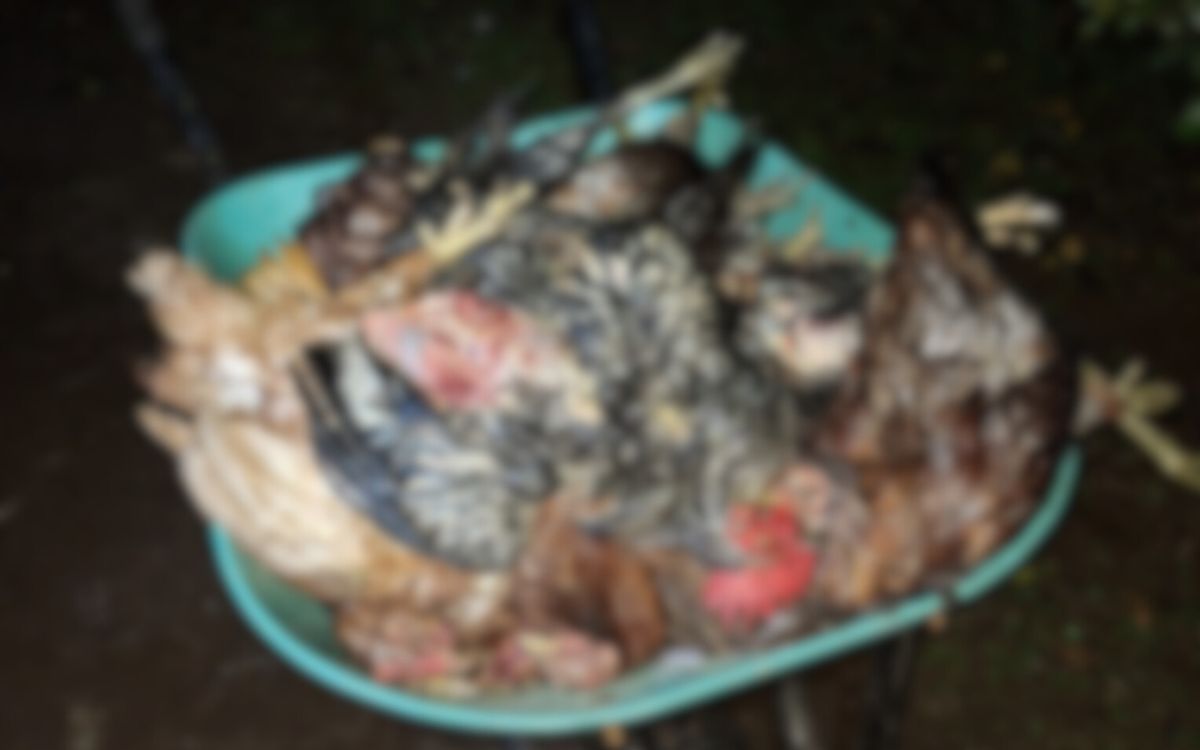 La Calera: Perros mataron a unas 30 gallinas mapuches de huevos azules que eran parte de un estudio