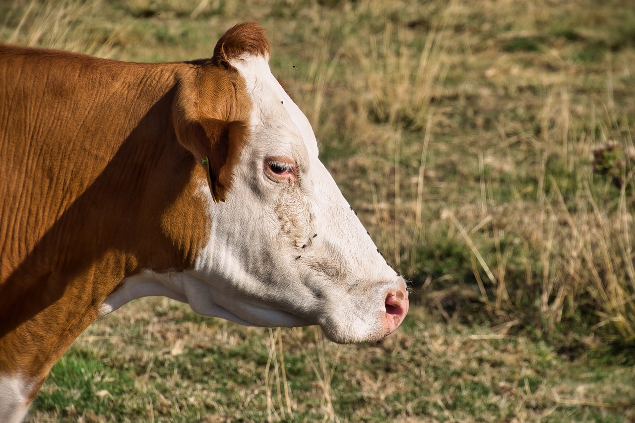 Indagan sospecha de caso de enfermedad de las vacas locas en Quillota