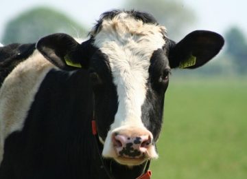 Indagan sospecha de caso de enfermedad de las vacas locas en Quillota