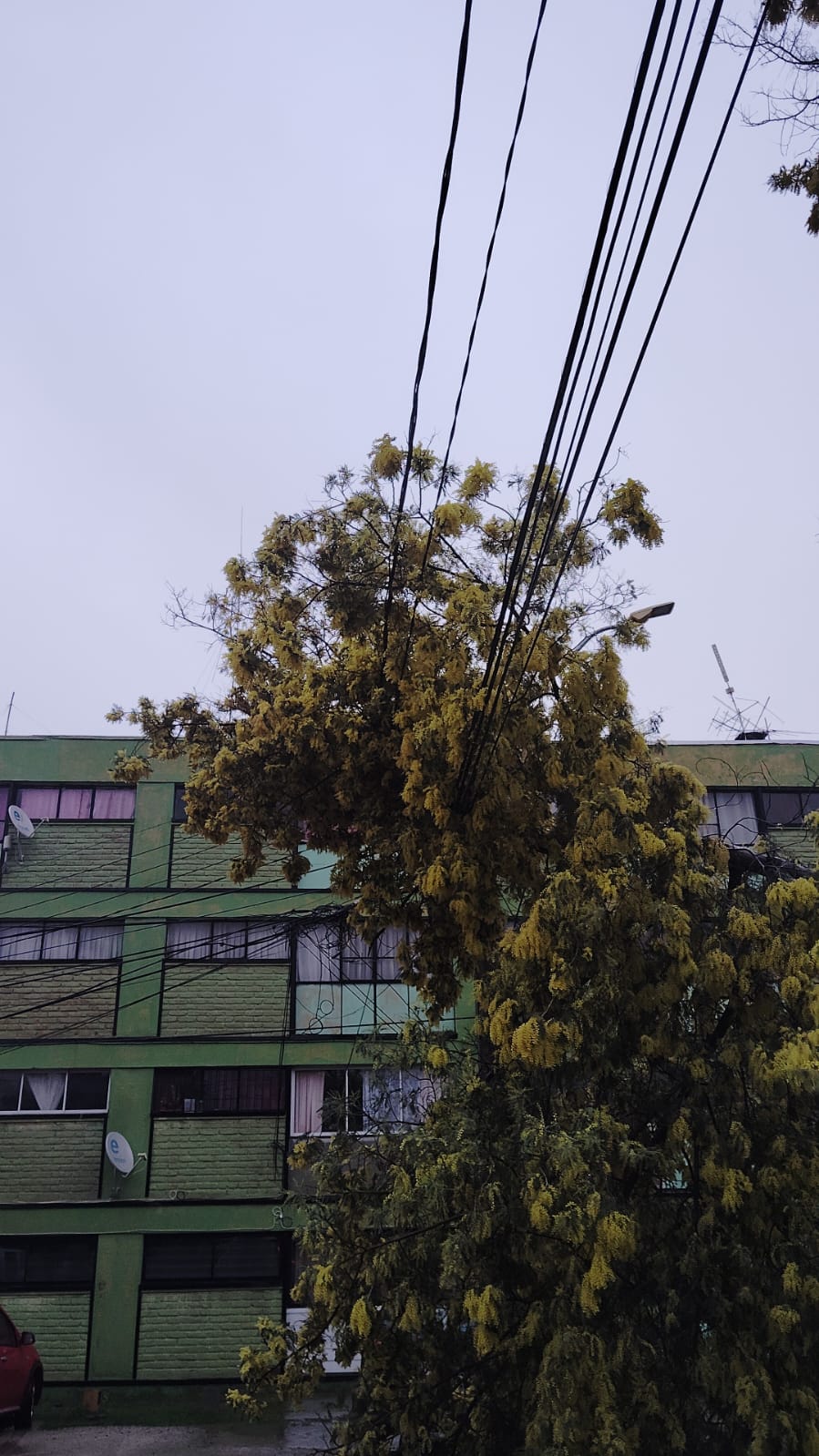 Caída de árbol en Quillota