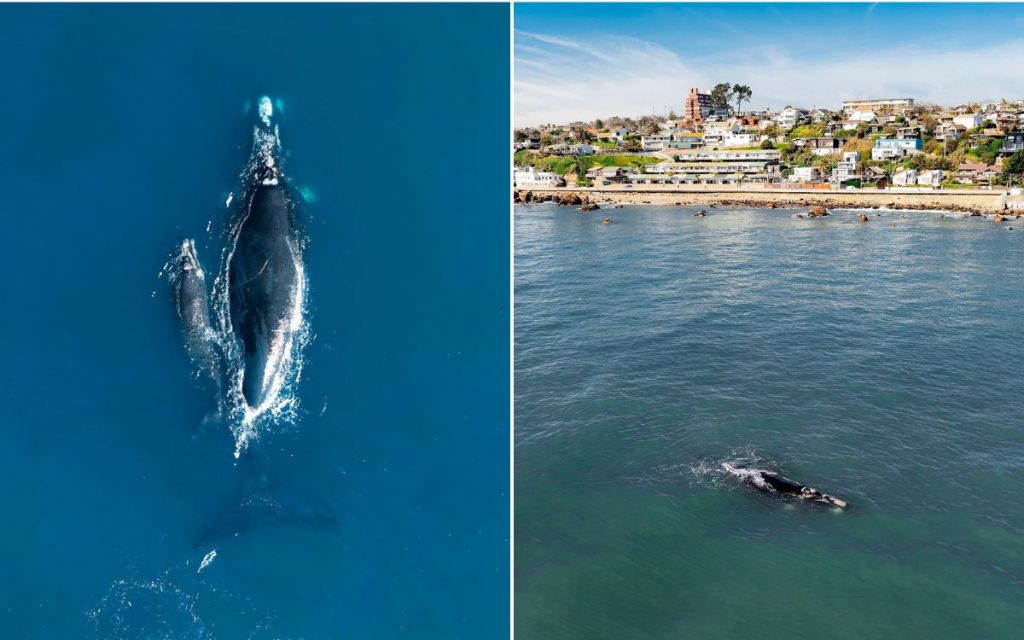 [VIDEO] Así fue el bello avistamiento de una ballena y su cría en Concón