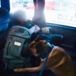 En Nogales perros policiales detectaron droga en equipaje de bus