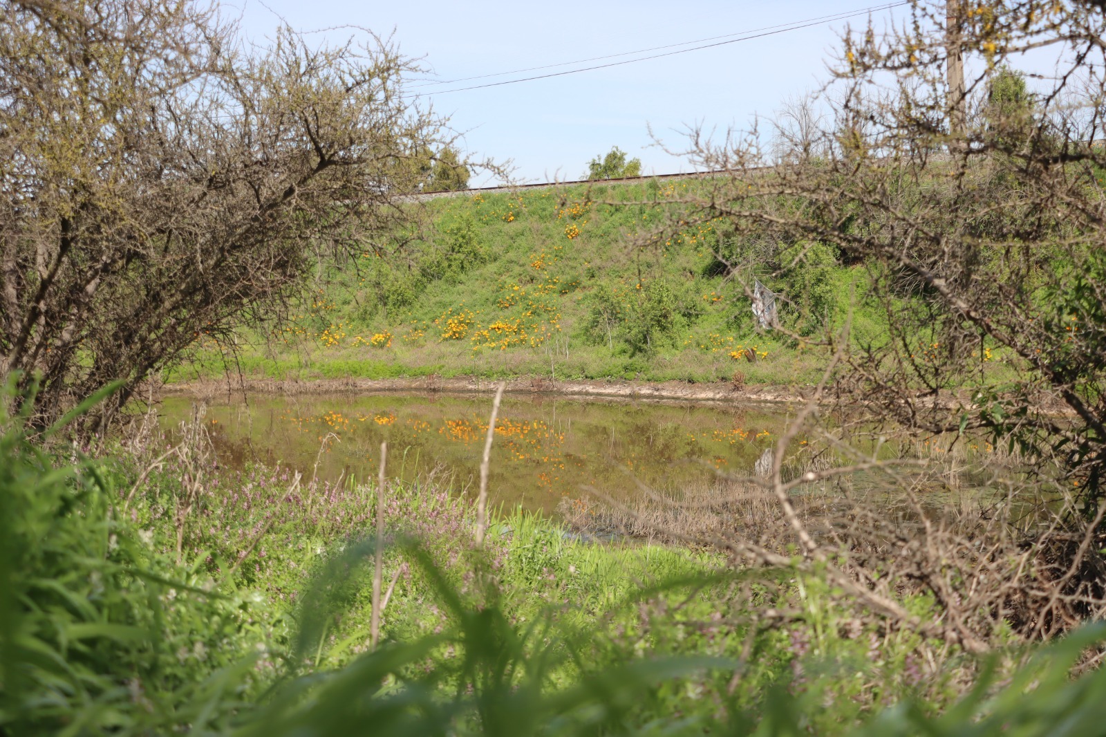 Municipio de Quillota adquiere terreno para proteger humedal en San Pedro