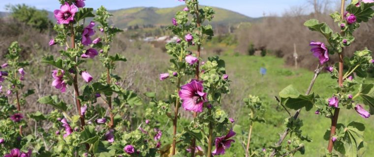 Municipio de Quillota adquiere terreno para proteger humedal en San Pedro