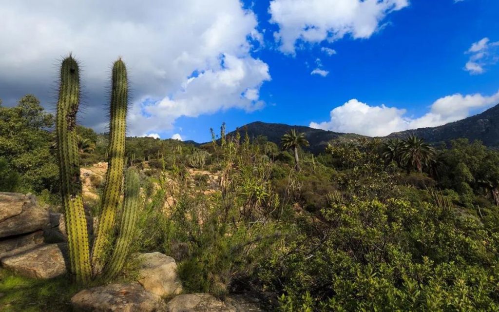 Parque Nacional La Campana reabre sus puertas al público