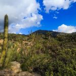 Parque Nacional La Campana reabre sus puertas al público