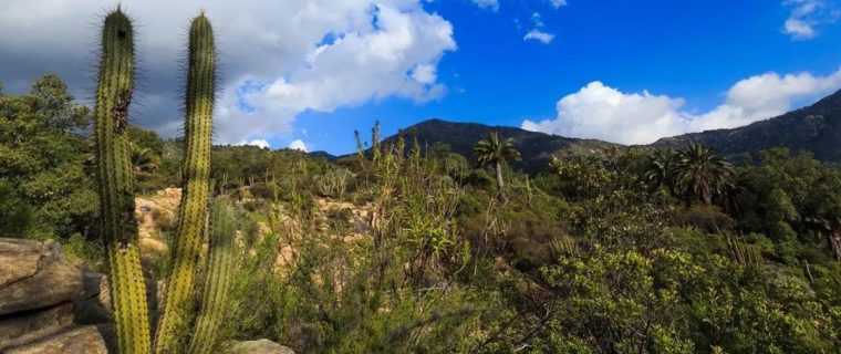 Parque Nacional La Campana reabre sus puertas al público