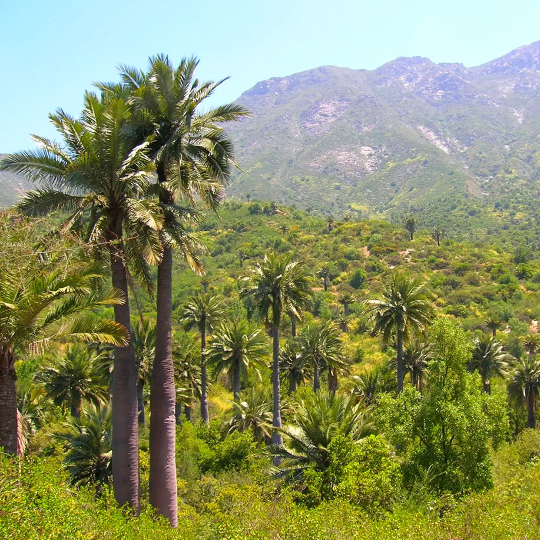 Parque Nacional La Campana reabre sus puertas al público