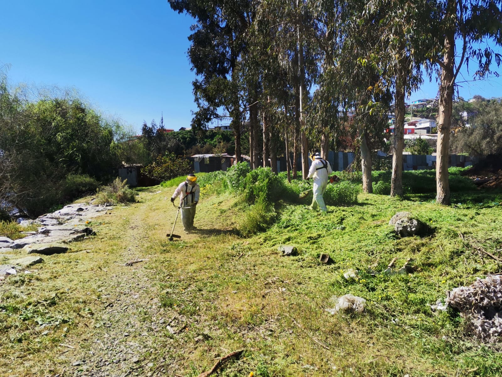 Quillota Recuperan espacio en El Peumo que era un microbasural