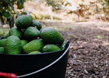 LA PALTA EN EL MUNDO: DESAFÍOS Y OPORTUNIDADES QUE ENFRENTA LA INDUSTRIA