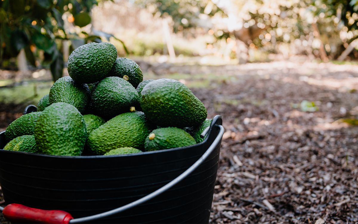 LA PALTA EN EL MUNDO: DESAFÍOS Y OPORTUNIDADES QUE ENFRENTA LA INDUSTRIA