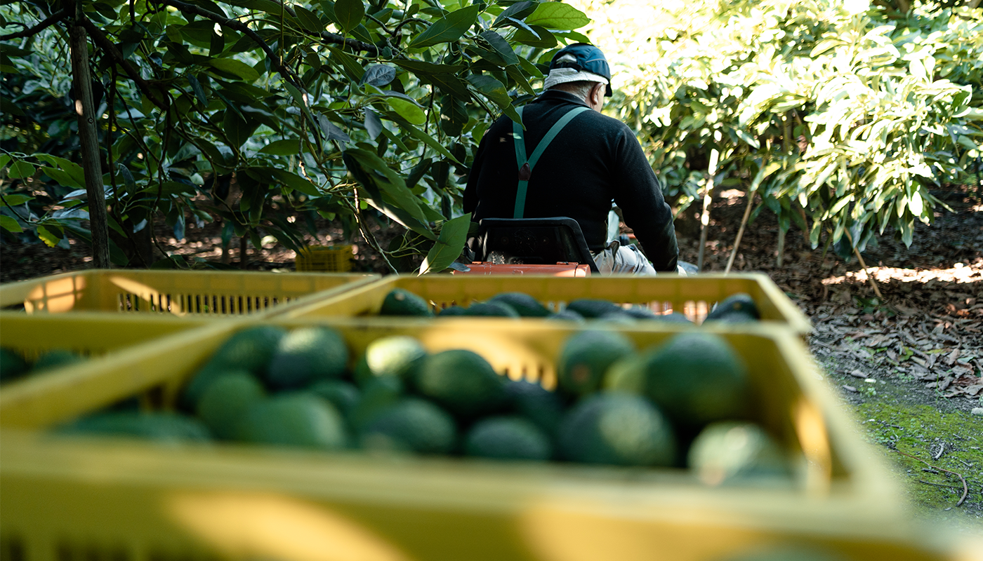 LA PALTA EN EL MUNDO DESAFÍOS Y OPORTUNIDADES QUE ENFRENTA LA INDUSTRIA 